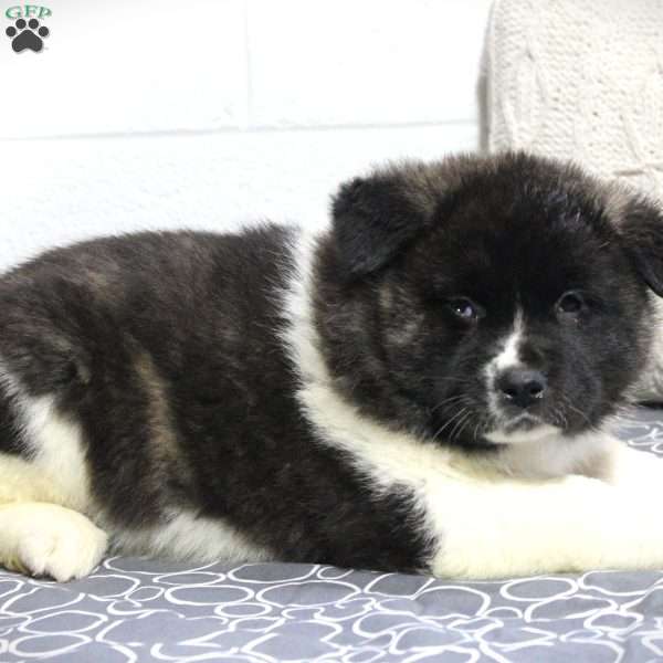 Teddy, Akita Puppy